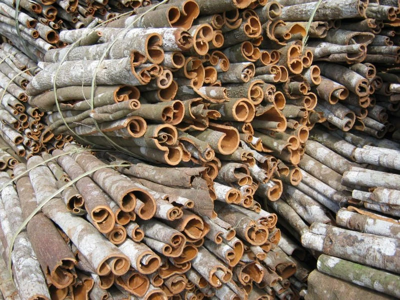 Whole-Tube-Cassia-1
